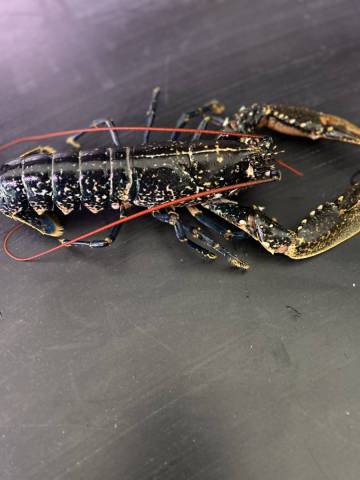 HOMARD FRANCAIS